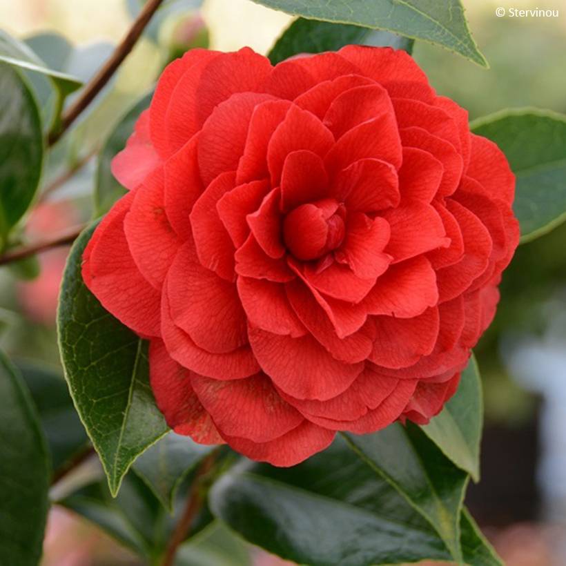Camélia Stromboli - Camellia japonica Pot de 4L/5L