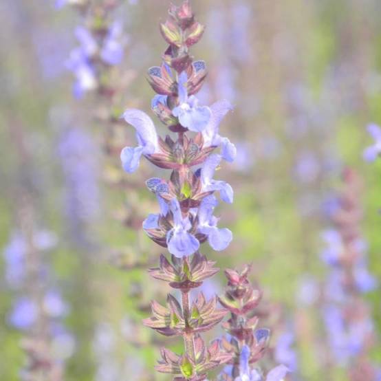 Sauge des bois Blaukönigin à fleurs Bleue - feuillage Caduc - Godet - 5/20 cm- hauteur à maturité De 0,15 m à 0,50 m - Image 5