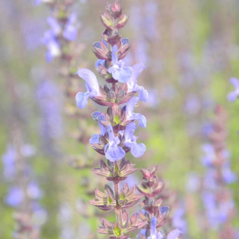 Sauge des bois Blaukönigin à fleurs Bleue - feuillage Caduc - Godet - 5/20 cm-  hauteur à maturité De 0,15 m à 0,50 m - Image 5