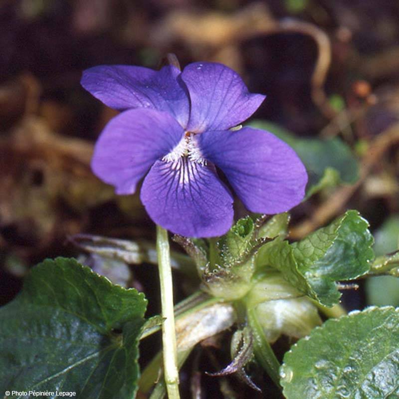 Violette odorante Mrs Pinehurst - Viola odorata Godet de 8/9 cm