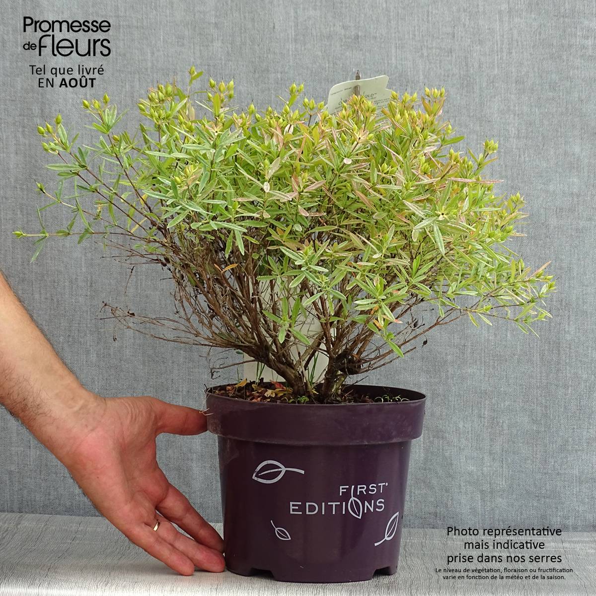 Millepertuis - Hypericum kalmianum Cobalt-n-Gold Pot de 2L/3L - Image 2
