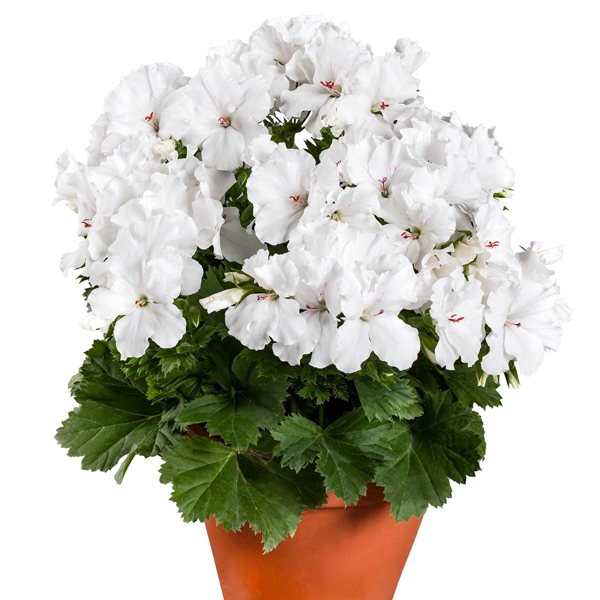 Pelargonium - Geranium Candy Flowers White Mini-motte Ø 3/4 cm (par 5)