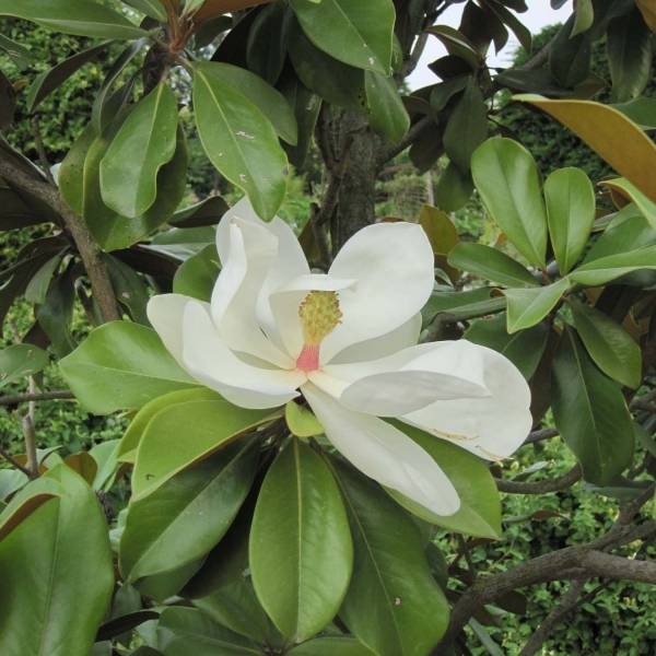 Promesse de Fleurs - Magnolia grandiflora Galissonière Pot de 4L/5L - Image 1