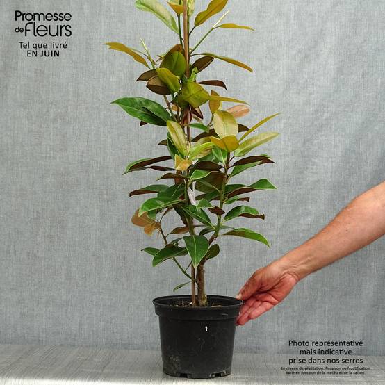Promesse de Fleurs - Magnolia grandiflora Galissonière Pot de 4L/5L - Image 2