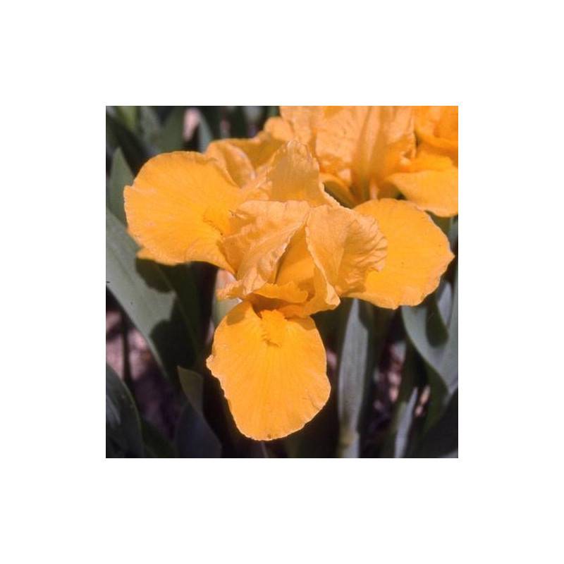 Iris nain lilliput Orange Caper à fleurs Orange/ - feuillage Caduc - Godet - 5/20 cm - Imagen 1