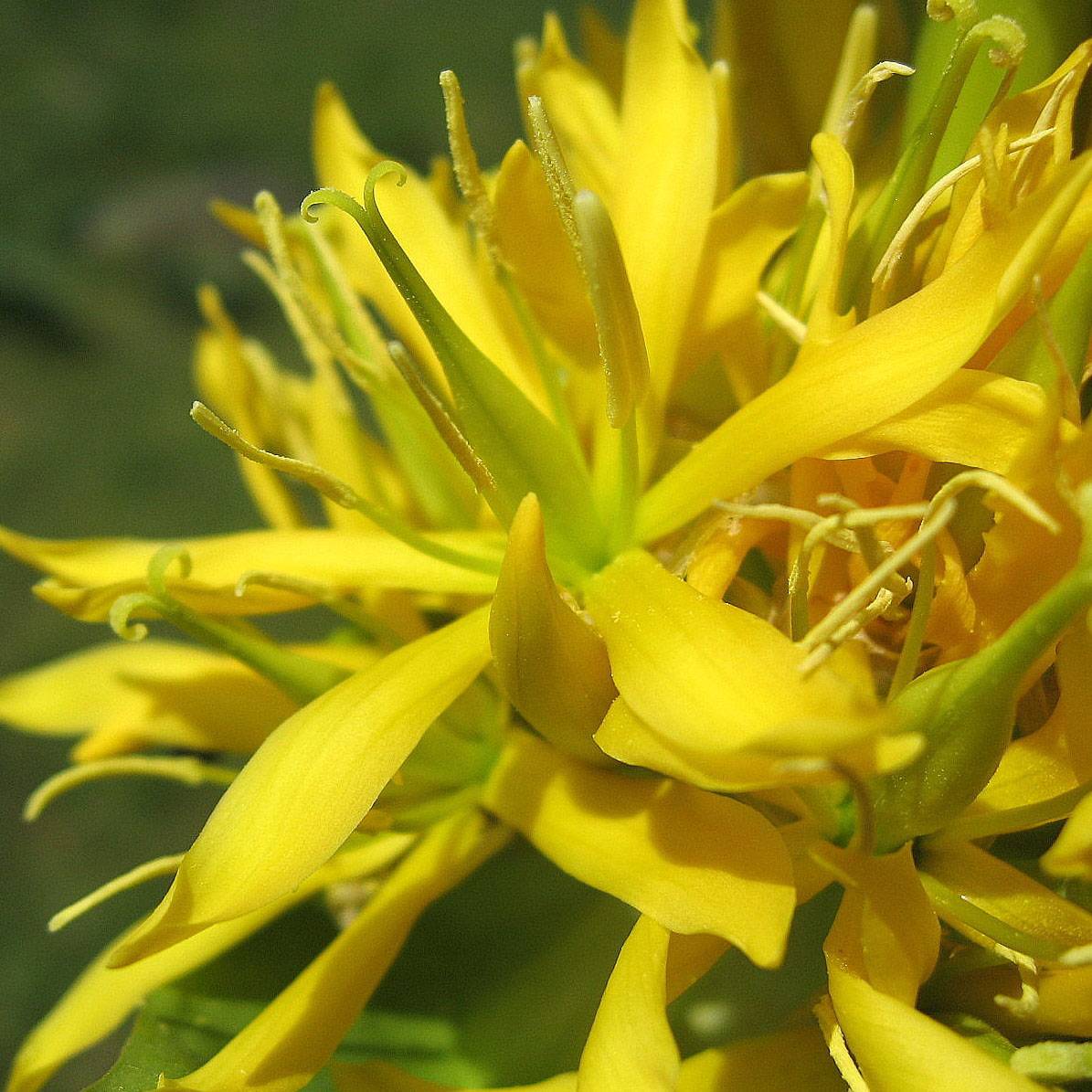 Promesse de Fleurs - Gentiana lutea - Gentiane jaune Godet de 8/9 cm