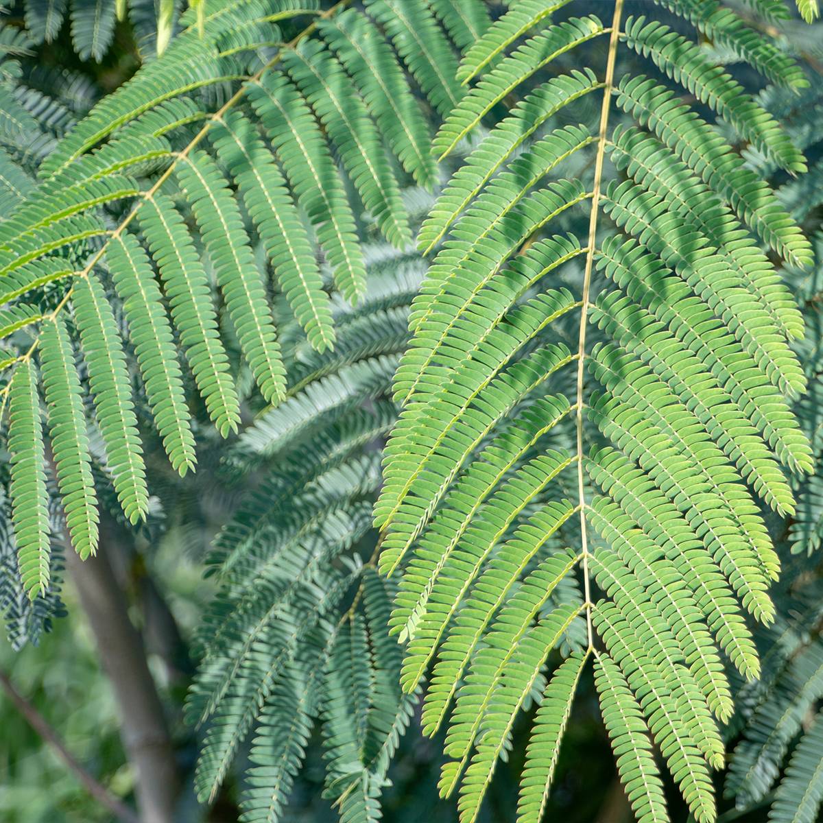 Promesse de Fleurs - Albizia julibrissin Shidare - Arbre à soie Pot de 7,5L/10L, Baliveau