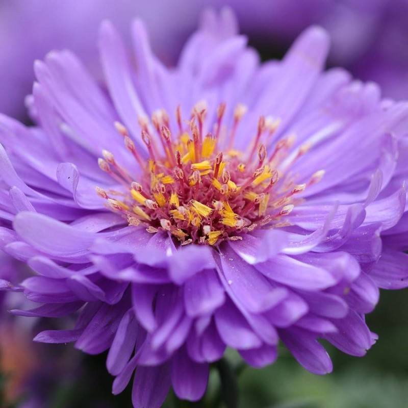 Aster grand d'automne Purple Dome, Aster novae-angliae à fleurs Bleue/Violette - feuillage Caduc - Godet - 5/20 cm - Imagen 1