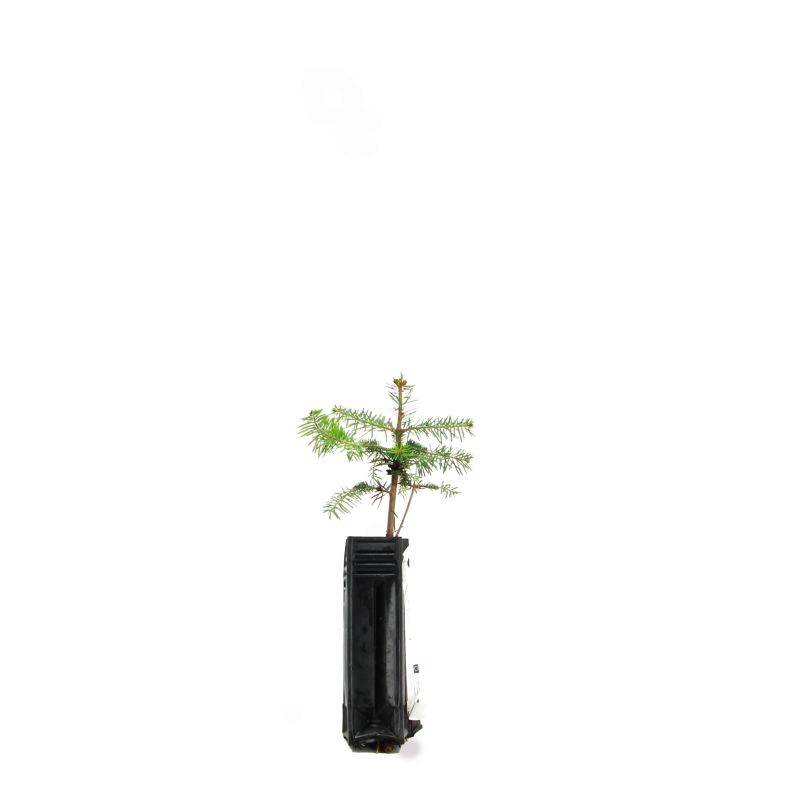 Sapin de Turquie (Abies bornmuelleriana) - Godet - Taille 15/30cm - Pépinières Naudet - Imagen 3