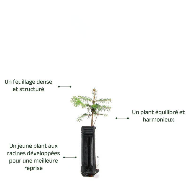 Sapin de Turquie (Abies bornmuelleriana) - Godet - Taille 15/30cm - Pépinières Naudet - Imagen 4