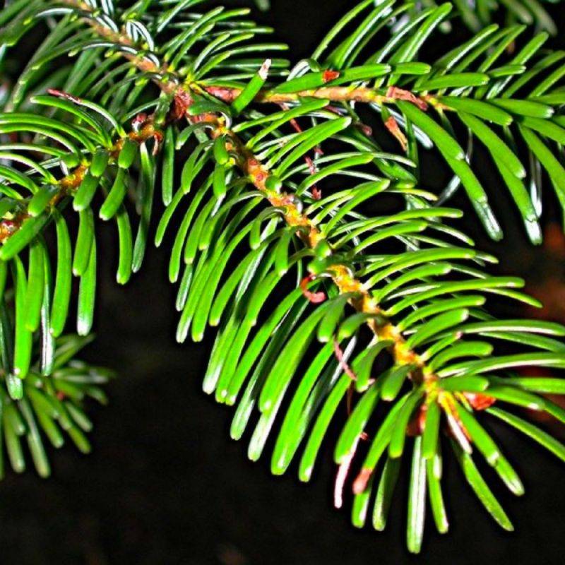 Sapin de Turquie (Abies bornmuelleriana) - Godet - Taille 15/30cm - Pépinières Naudet - Imagen 2