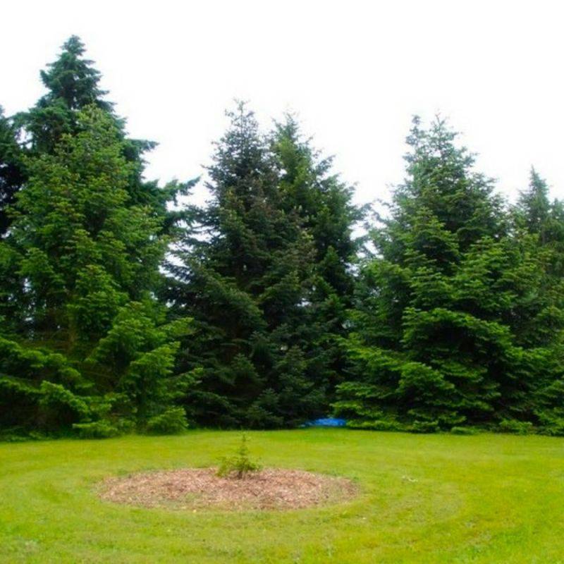 Sapin de Turquie (Abies bornmuelleriana) - Godet - Taille 15/30cm - Pépinières Naudet - Imagen 1