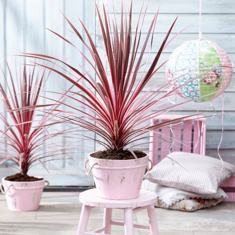 Cordyline australe Charly Boy - Pot de 4L - 40/60 cm - Image 1