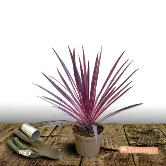 Cordyline australe Charly Boy - Pot de 4L - 40/60 cm - Image 5