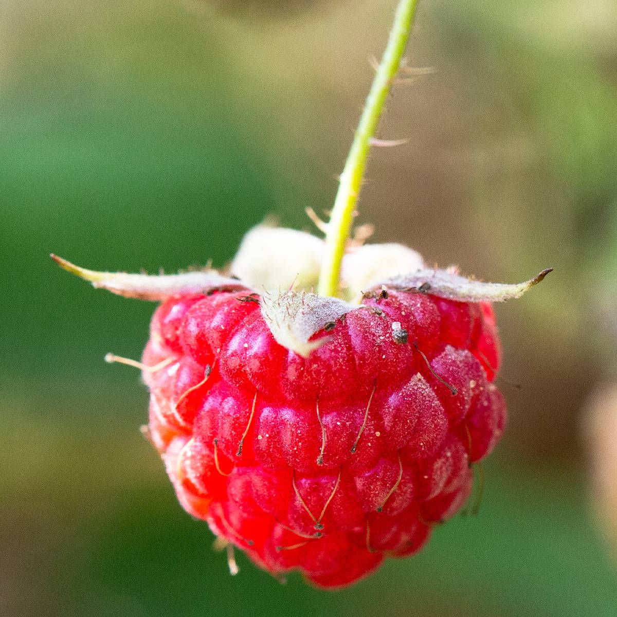 Framboisier remontant September - Rubus idaeus  Pot de 2L/3L, Touffe
