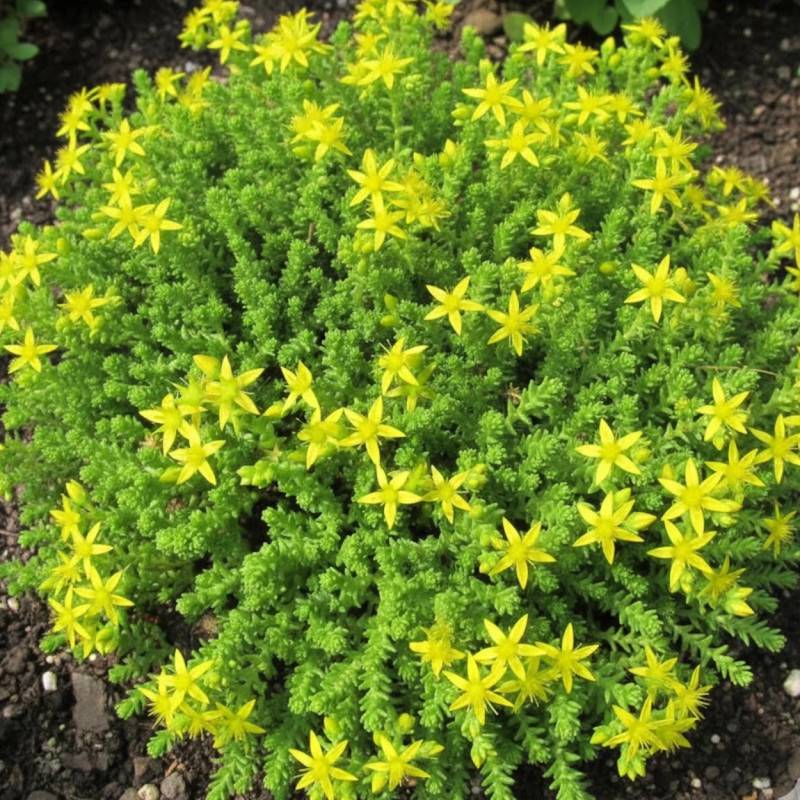 Orpin âcre Elegans, Poivre des murailles, Sedum à fleurs Jaune/ - feuillage Persistant - Godet - 5/20 cm - Imagen 2