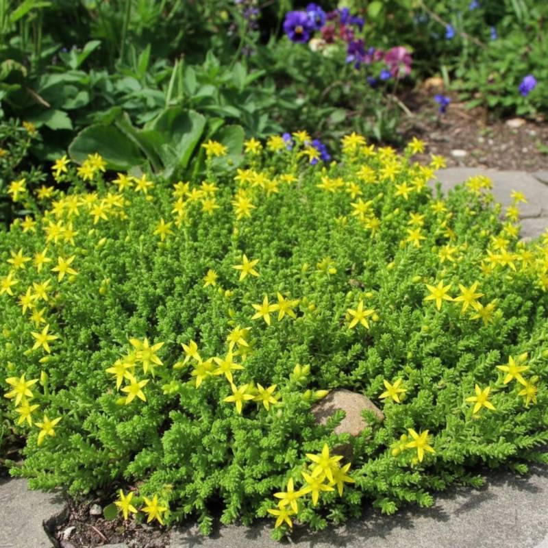 Orpin âcre Elegans, Poivre des murailles, Sedum à fleurs Jaune/ - feuillage Persistant - Godet - 5/20 cm - Imagen 1