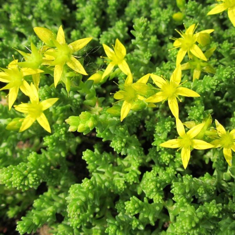Orpin âcre Elegans, Poivre des murailles, Sedum à fleurs Jaune/ - feuillage Persistant - Godet - 5/20 cm - Imagen 5