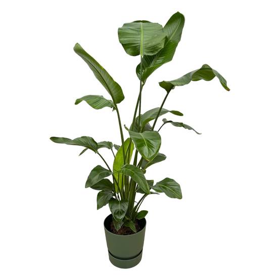 Strelitzia Nicolai 160cm et son pot- La Green Touch Vert + Reservoir - Hauteur 160cm