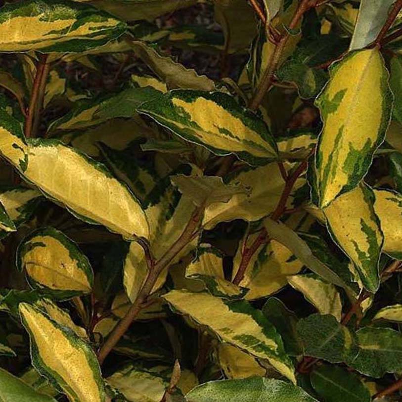 Elaeagnus ebbingei Eleador - Chalef Pot de 7,5L/10L - Image 1