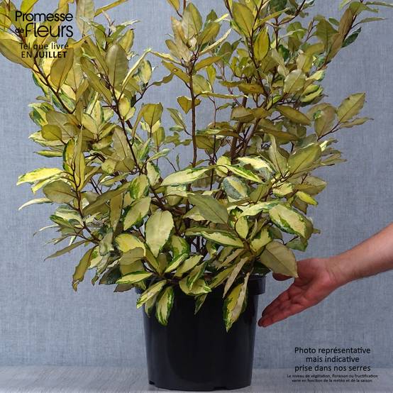 Elaeagnus ebbingei Eleador - Chalef Pot de 7,5L/10L - Image 2
