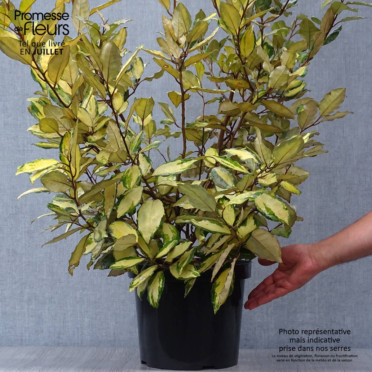 Elaeagnus ebbingei Eleador - Chalef Pot de 7,5L/10L - Image 2