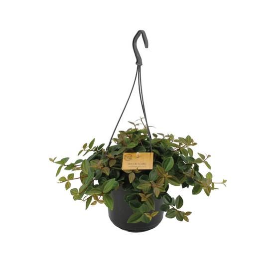 Peperomia 'Rocca Scuro' 25cm - Plante d'intérieur- La Green Touch - Image 2