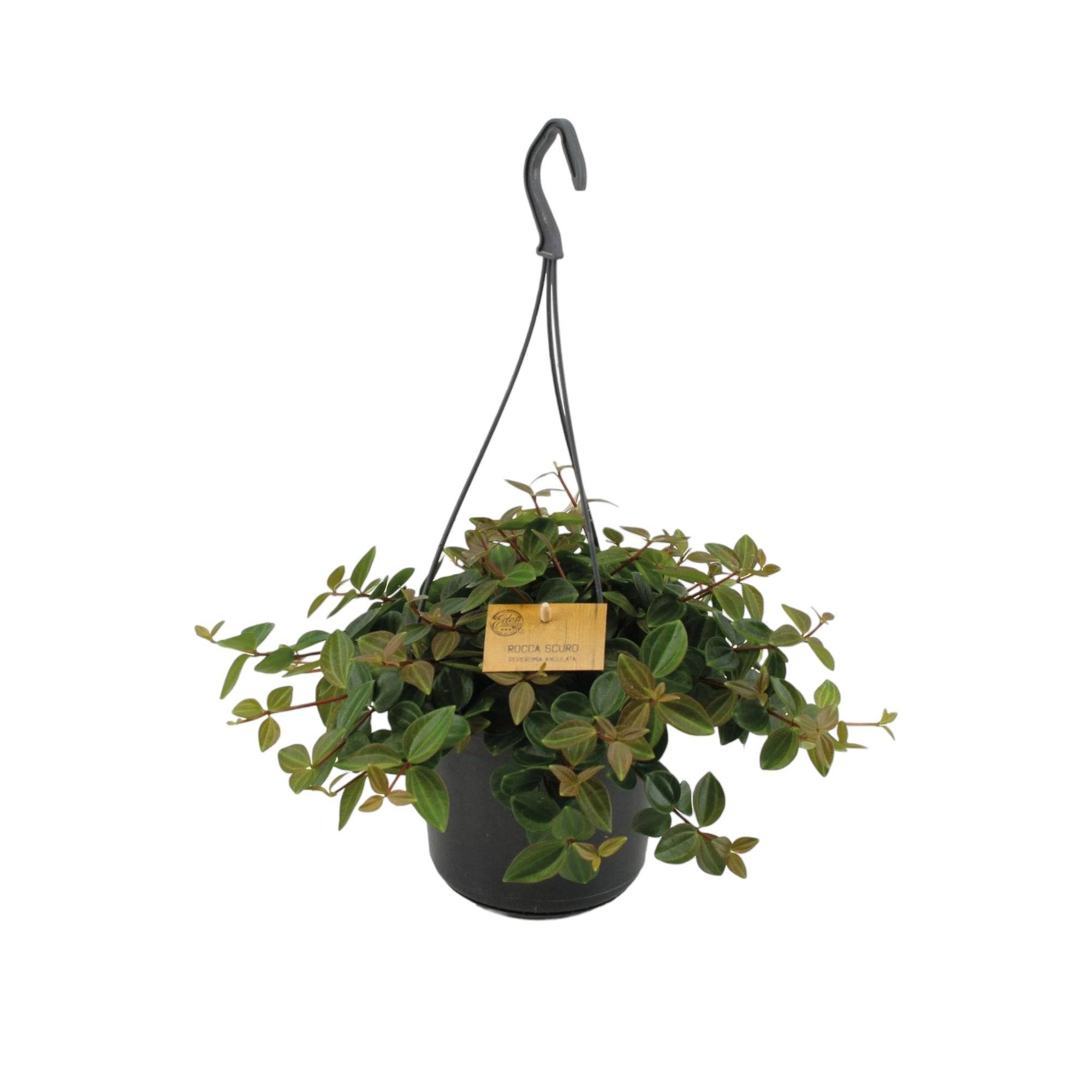 Peperomia 'Rocca Scuro' 25cm - Plante d'intérieur- La Green Touch - Image 2