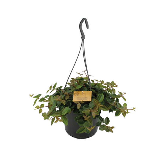 Peperomia 'Rocca Scuro' 25cm - Plante d'intérieur- La Green Touch - Image 1