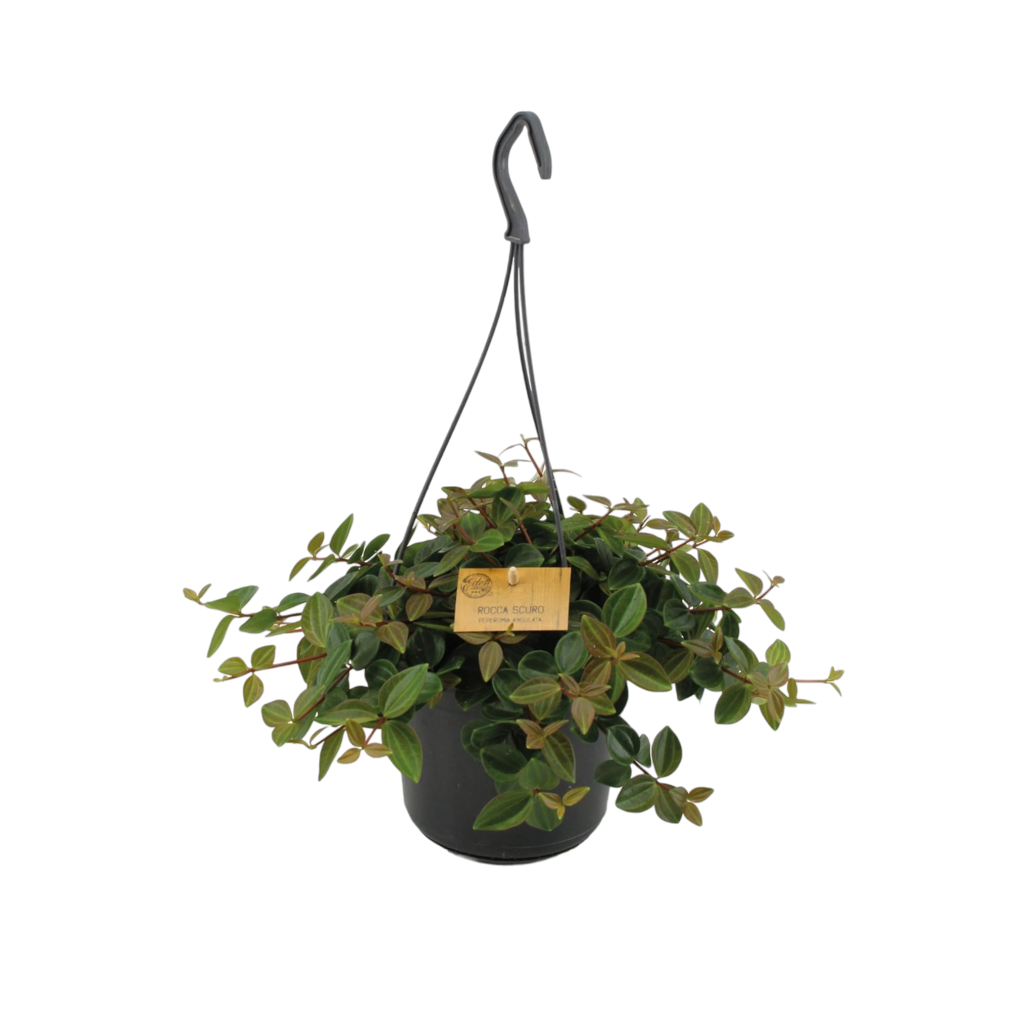 Peperomia 'Rocca Scuro' 25cm - Plante d'intérieur- La Green Touch - Image 1