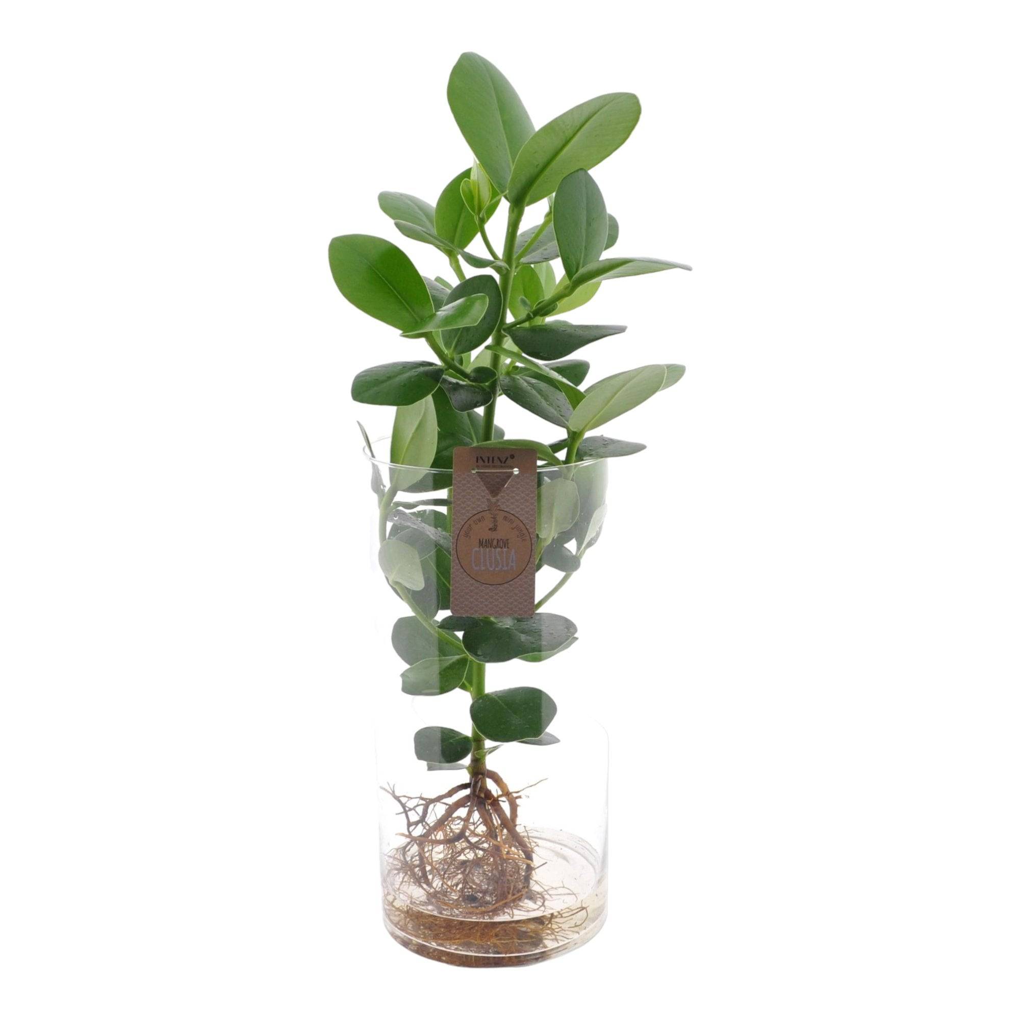 Clusia en hydroculture tube en verre- La Green Touch - Imagen 2
