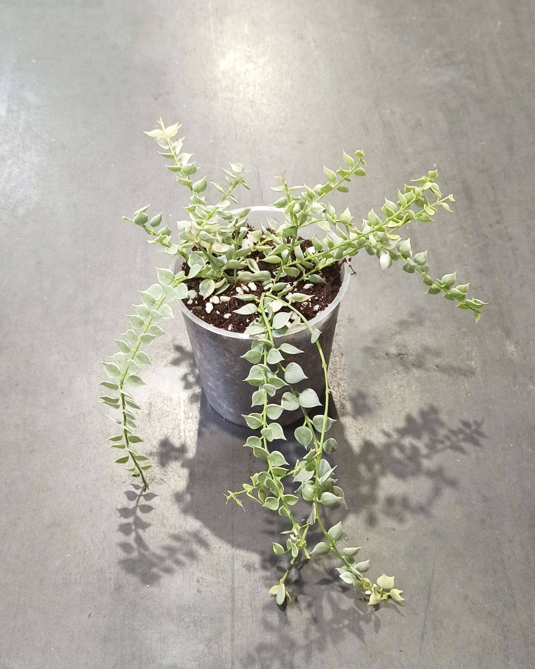 Dischidia Ruscifolia Variegata - Million Hearts Medium D. 9cm H. 10cm - Plante d'intérieur - IndoorPoppies