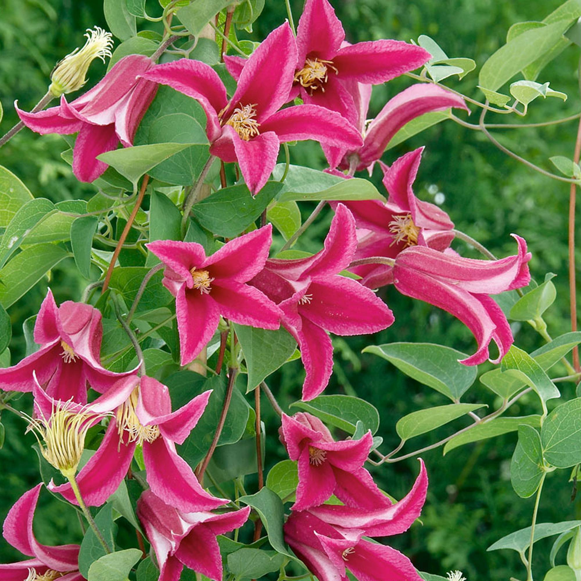 Gardenersdream - Clématite 'Princesse Diana' plante vivace grimpante à feuilles caduques en pot de 9 cm - GardenersDream - Imagen 1