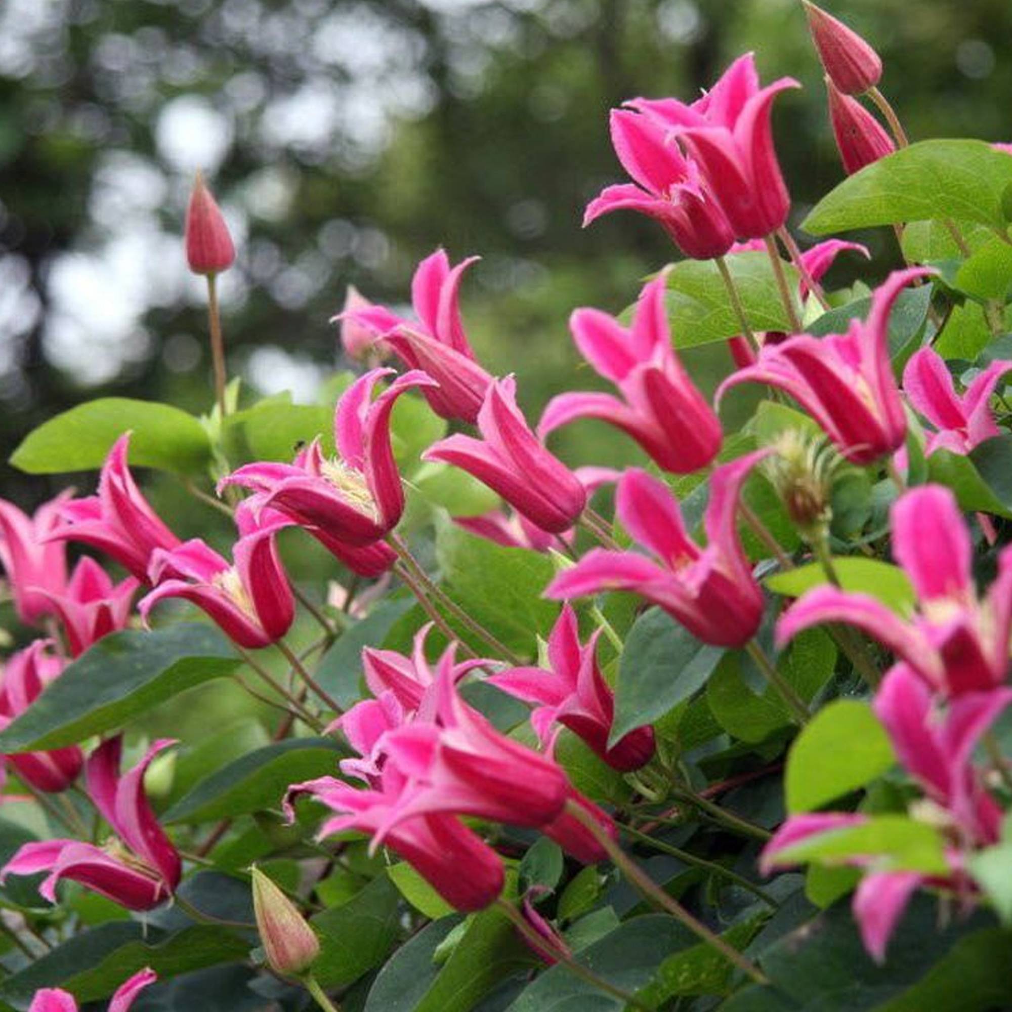 Gardenersdream - Clématite 'Princesse Diana' plante vivace grimpante à feuilles caduques en pot de 9 cm - GardenersDream - Imagen 2
