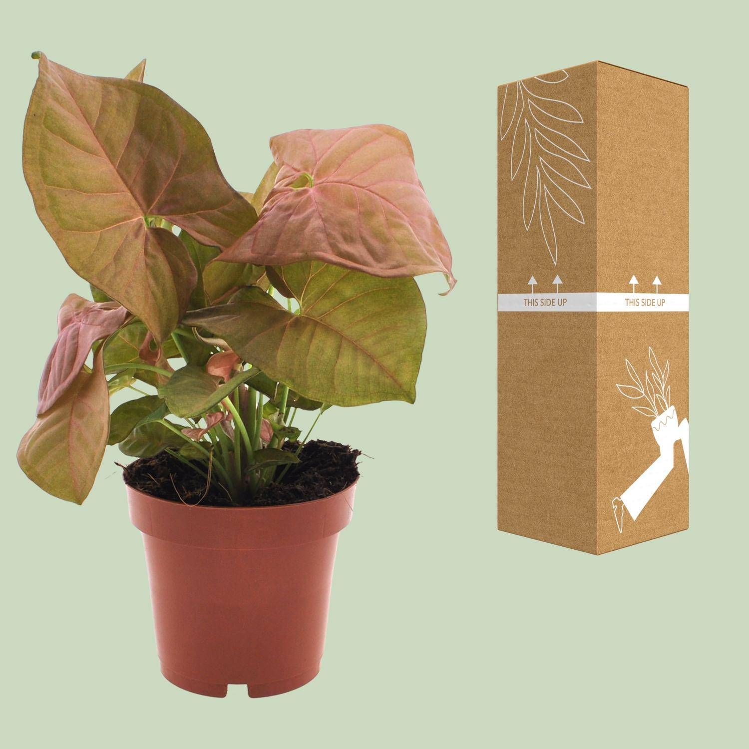 Syngonium Neon - Ø12cm - ↕25cm - Plantes d’intérieur - Image 3