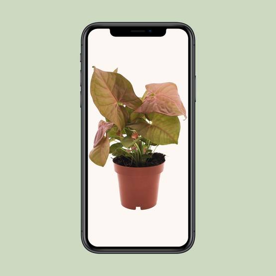 Syngonium Neon - Ø12cm - ↕25cm - Plantes d’intérieur - Image 4