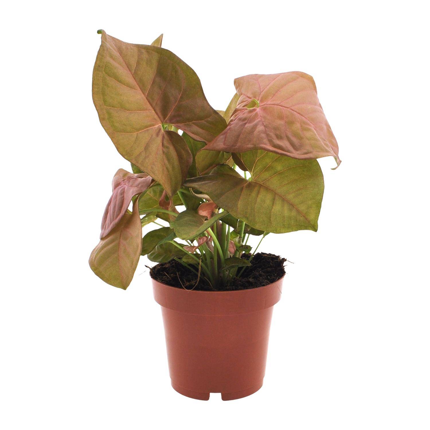 Syngonium Neon - Ø12cm - ↕25cm - Plantes d’intérieur