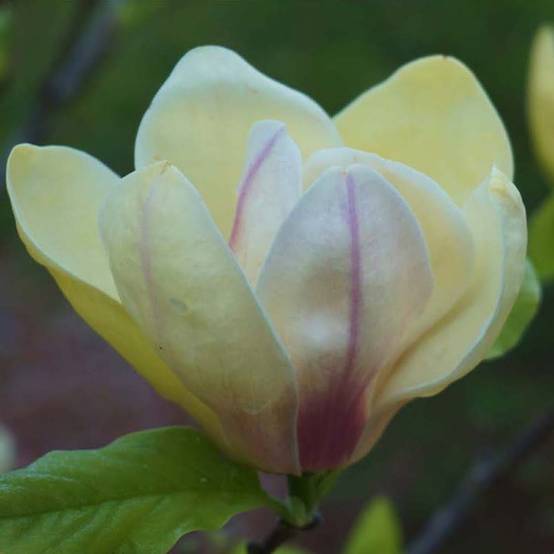 Magnolia Sunsation Pot de 3L/4L - Image 1