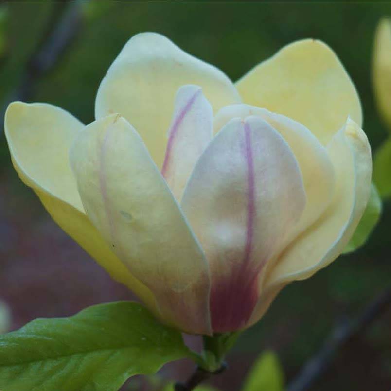 Magnolia Sunsation Pot de 3L/4L - Image 1