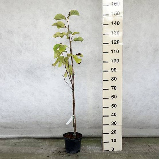 Magnolia Sunsation Pot de 3L/4L - Image 2