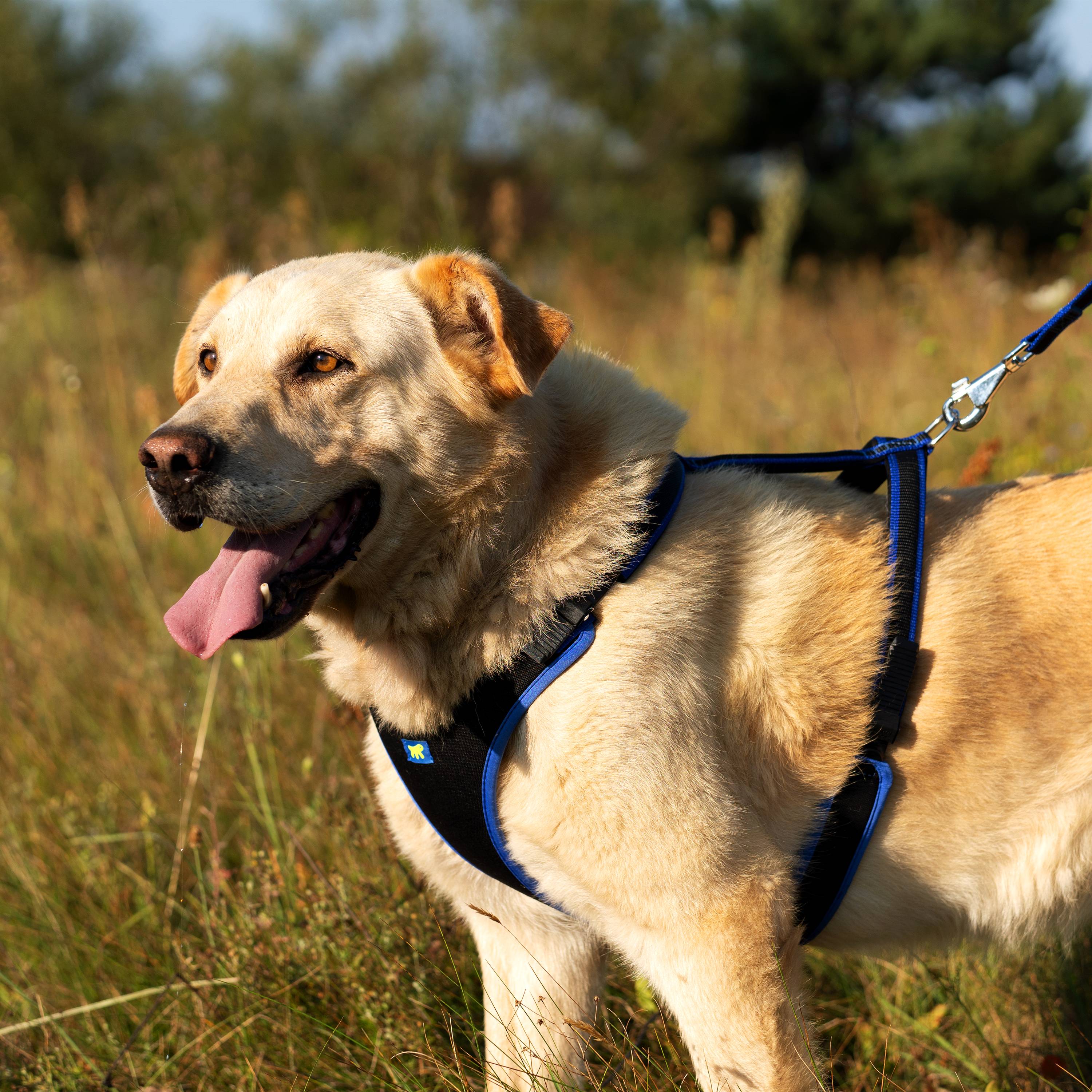 Ferplast - Ferplast Harnais pour chien grande taille ERGOCOMFORT LARGE, Harnais pour chien réglable, Confortable, Rembourré, Fermeture double micro-ajustement, - Imagen 5