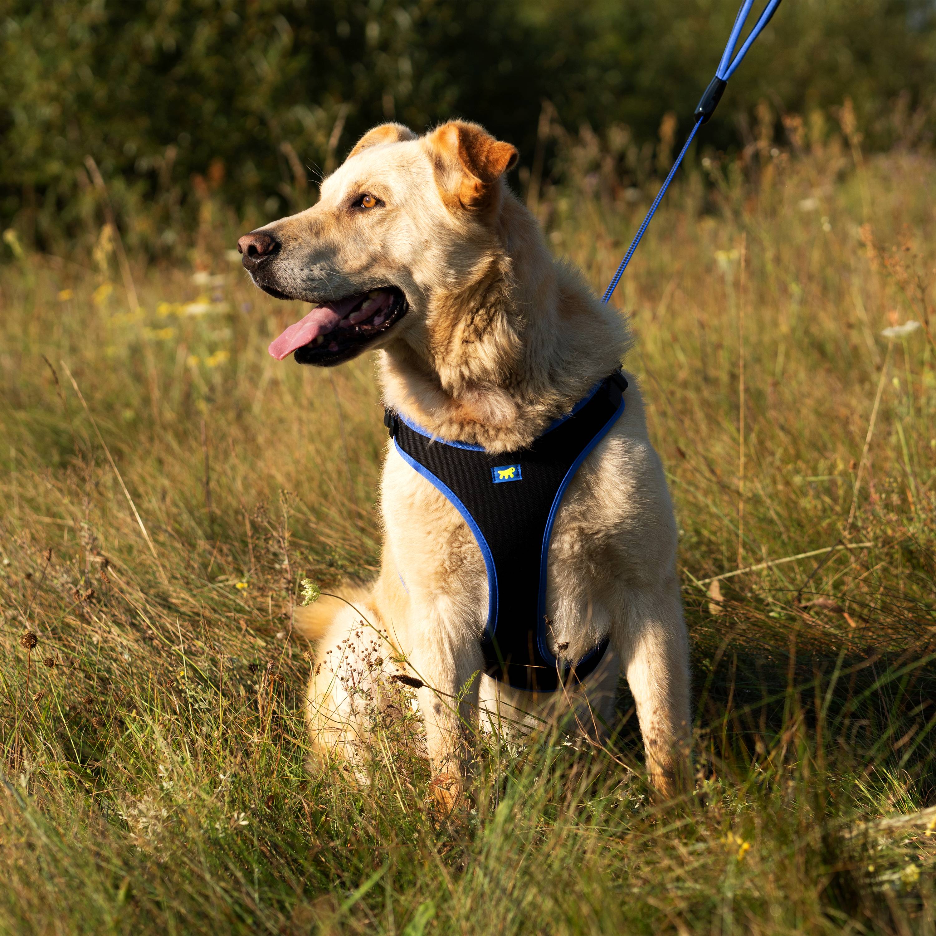 Ferplast - Ferplast Harnais pour chien grande taille ERGOCOMFORT LARGE, Harnais pour chien réglable, Confortable, Rembourré, Fermeture double micro-ajustement, - Imagen 4