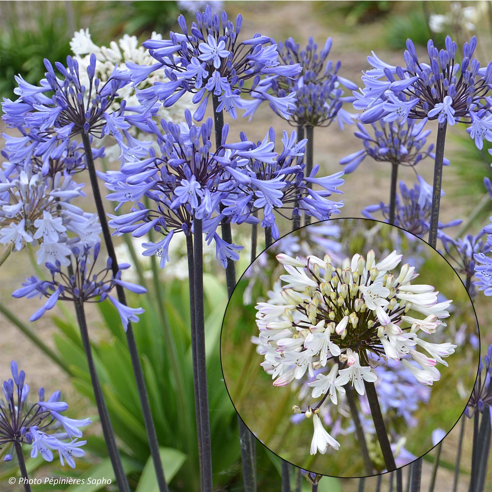 Promesse de Fleurs - Collection Duo d'agapanthes Graphite - Collection de 2 plantes
