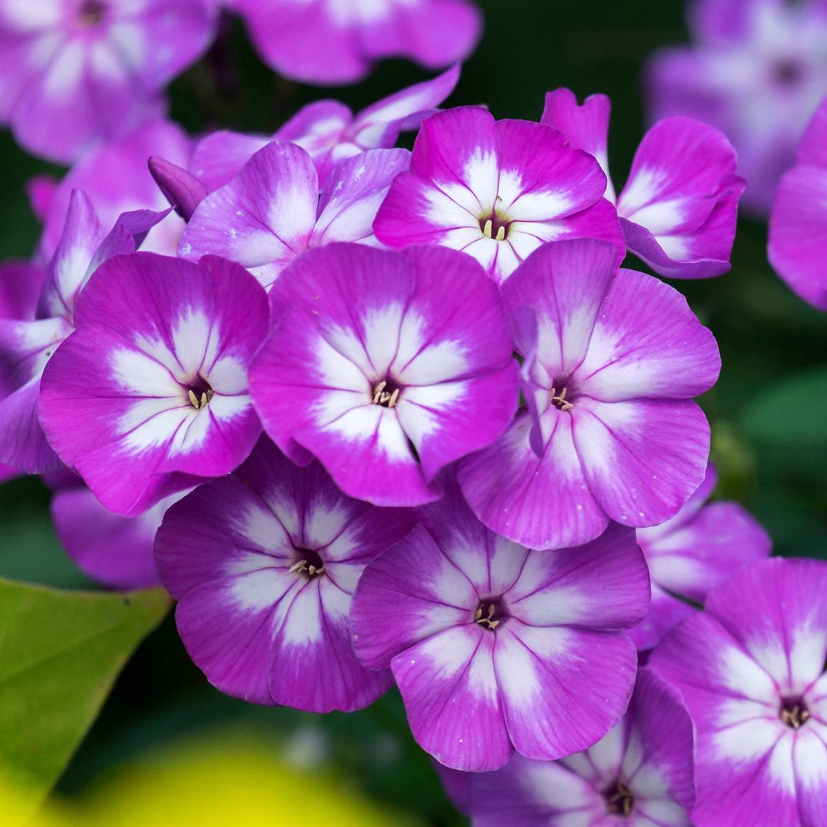 Phlox paniculata Adinda Petites Racines nues, Qualité Extra équivalant à un pot de 2L