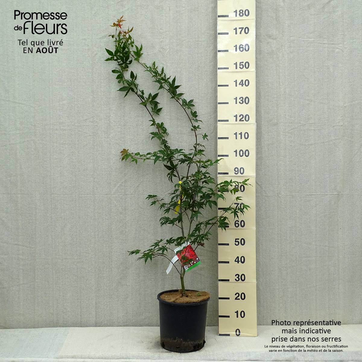 Érable du Japon - Acer palmatum Osakazuki Pot de 7,5L/10L - Image 2
