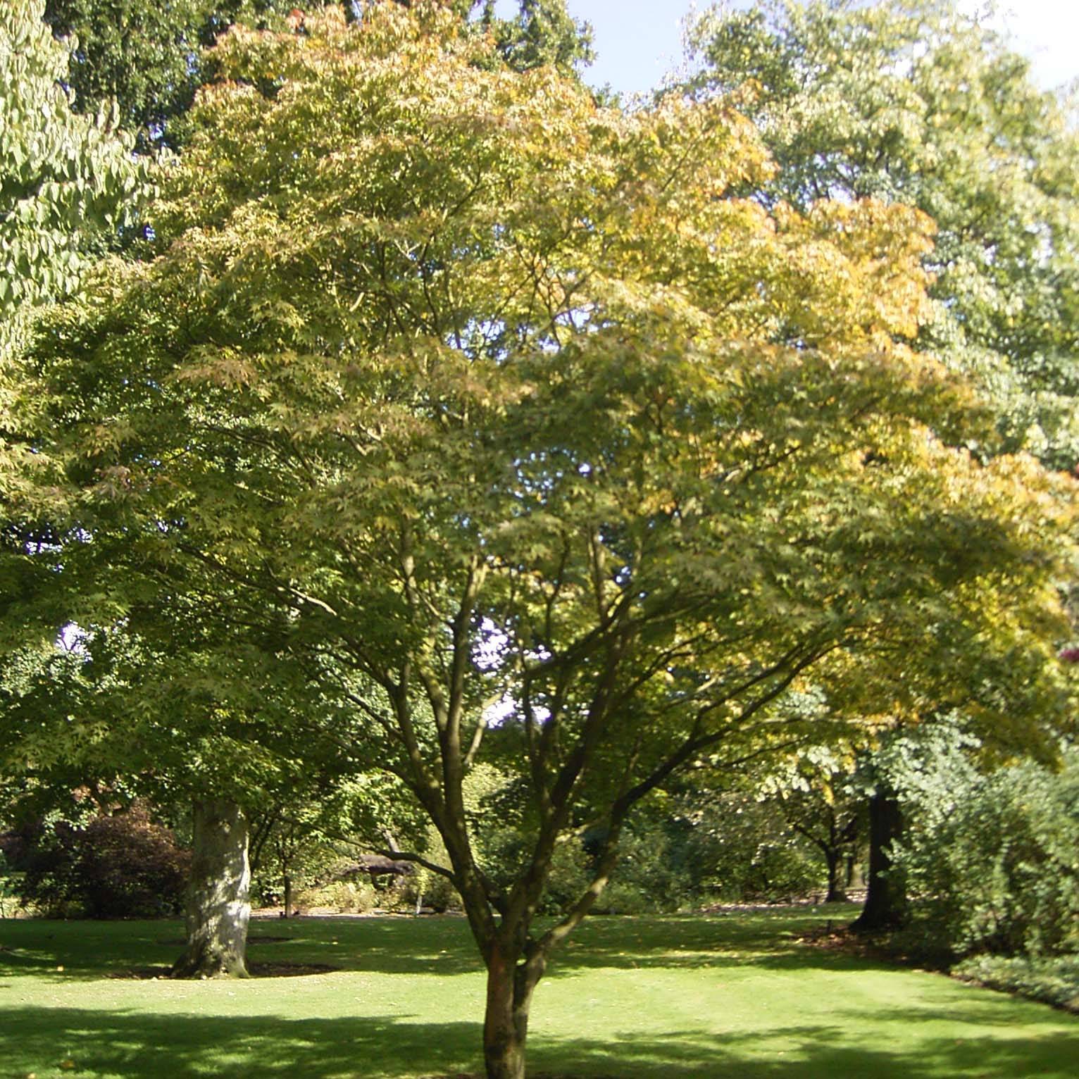 Érable du Japon - Acer palmatum Osakazuki Pot de 7,5L/10L - Image 1