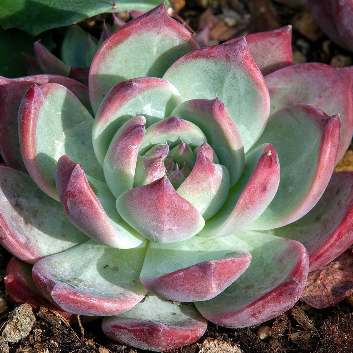 Echeveria Nina Mini-plante