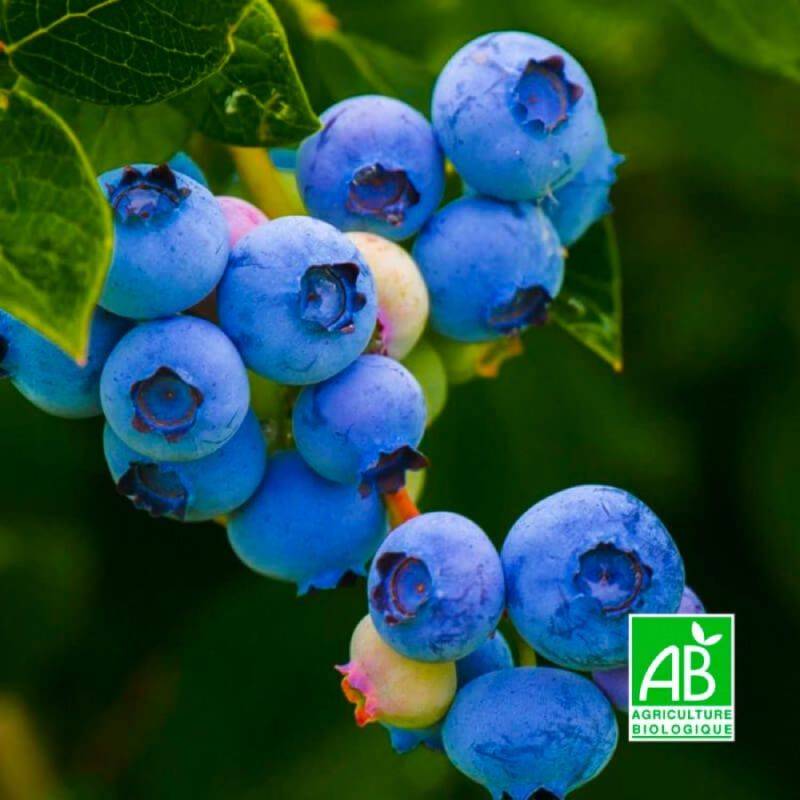 Myrtillier 'Berkeley' BIO (Vaccinium corymbosum 'Berkeley') - Godet 9cm - Taille 20/40cm - Pépinières Naudet