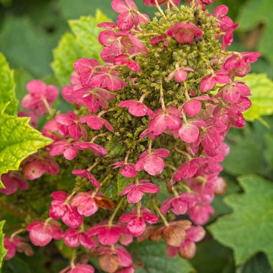 Hortensia à feuilles de chêne Amethyst, Hydrangea quercifolia à fleurs Rose - feuillage Caduc - Pot de 1,5L - 20/40 cm- hauteur à maturité De 1,00 m - Image 1