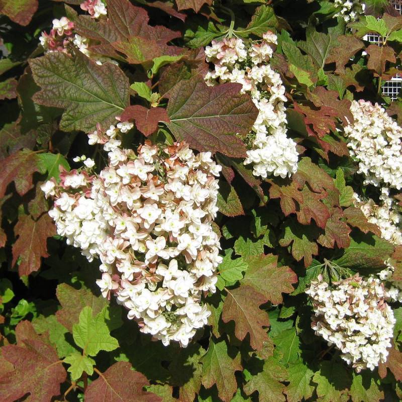 Hortensia à feuilles de chêne Amethyst, Hydrangea quercifolia à fleurs Rose - feuillage Caduc - Pot de 1,5L - 20/40 cm-  hauteur à maturité De 1,00 m - Image 5
